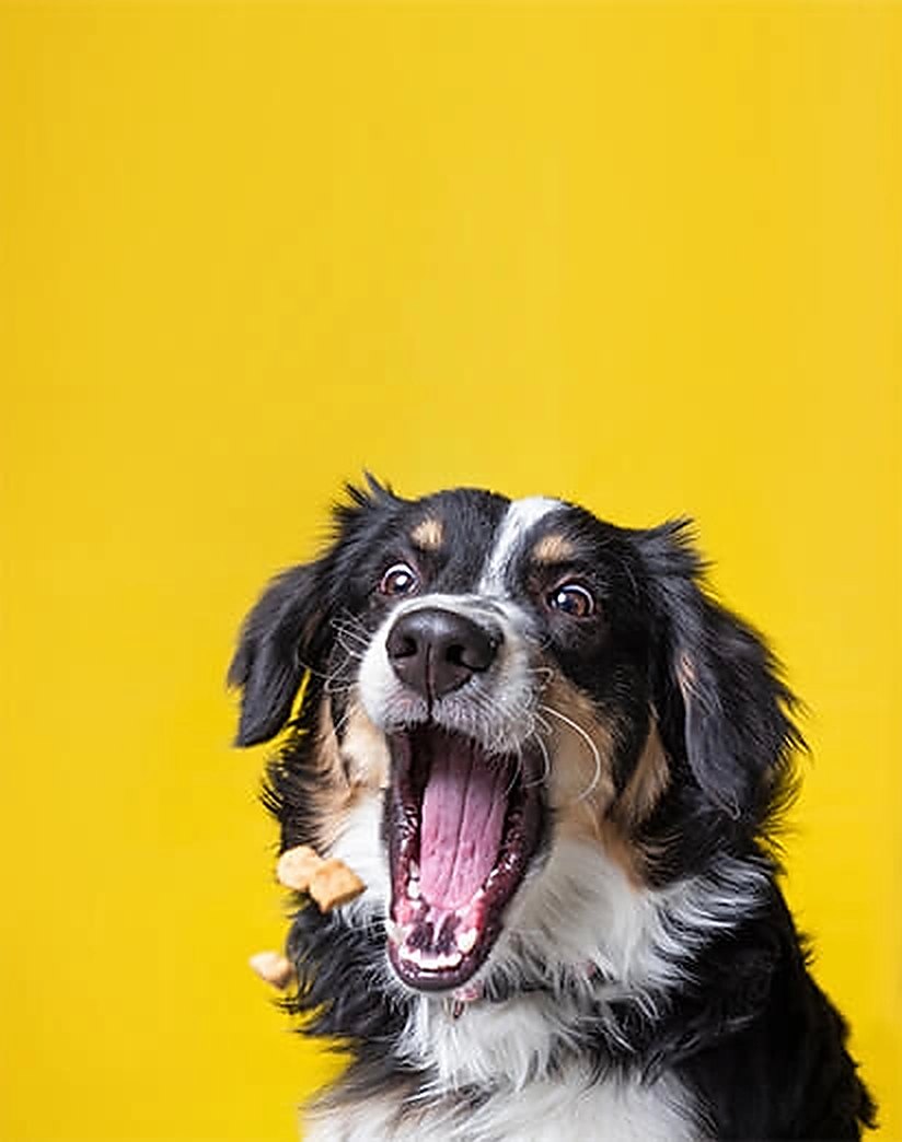 Met je hond op reis: gezondheid, papieren en EHBO op orde