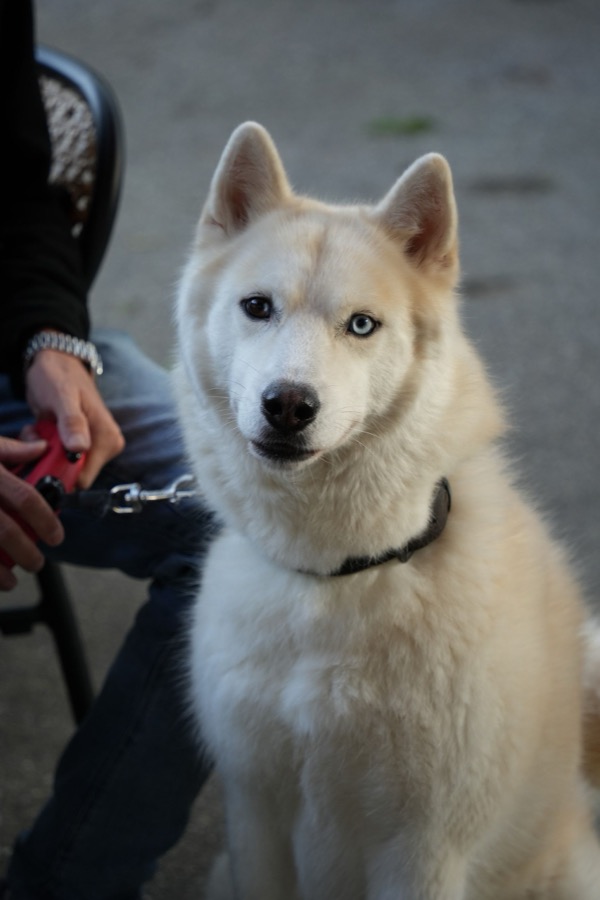 Een witte husky kijkt recht in de camera