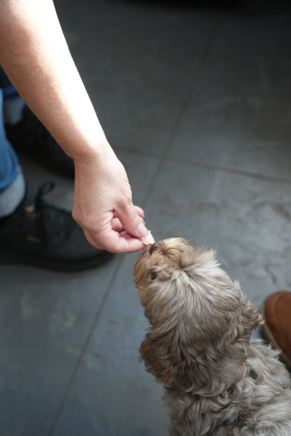 Een hond krijgt een snack uit de hand van zijn baasje