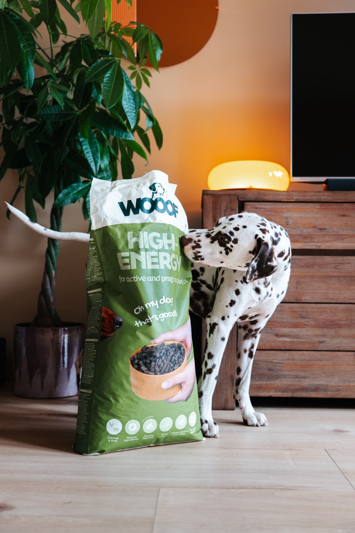 Dalmatiër snuffelt aan een zak WOOOF High-Energy in de woonkamer