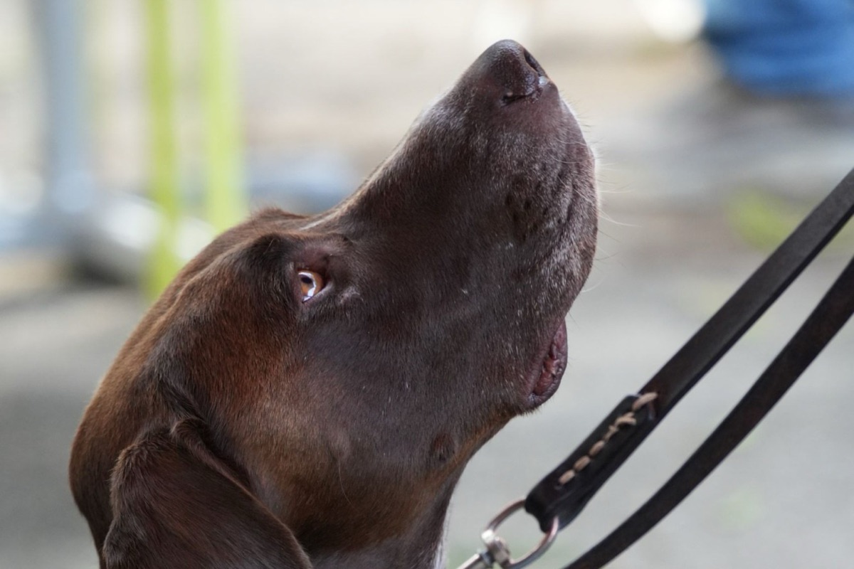 Van buikgevoel tot soepele poten: zo help je jouw hond weer lekker in z'n vel