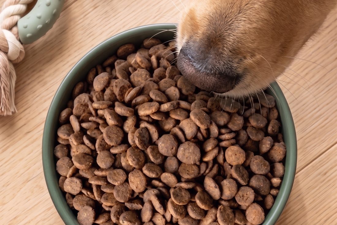 Hoe kies je de juiste voeding voor jouw hond?